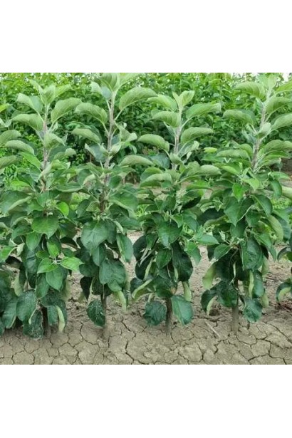 Яблуня колоновидна ‘Легенда’ — саджанці